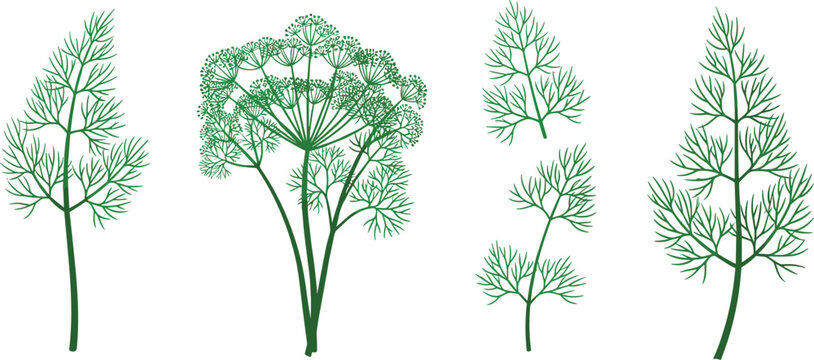 Dill Plant Set with Leaves and Flowering Umbels Representing Fresh Culinary Herb and Botanical Greenery in Vector Illustration
