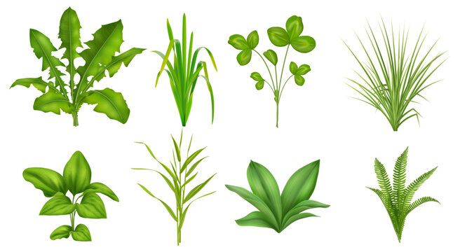 Meadow and pasture grass collection. Vector isolated fern and clover, dandelion and arum leaves, wheatgrass and ryegrass. Botanical layouts, nature design assets and digital composition use