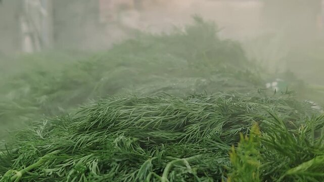 Close-up of fresh dill on a market stall with misty vapor keeping the herbs moist.