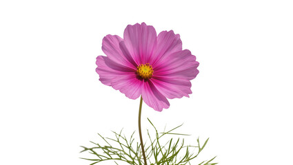 Isolated beautiful vibrant pink cosmos flower with green stem and delicate petals blooming. © Saoirse
