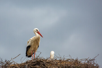 Fototapeta premium Breeding White Stork near the town of Grossen-Linden in Hessia, Germany