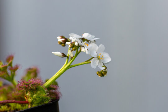 White flowers of Drosera purpurascens on a cultivated plant