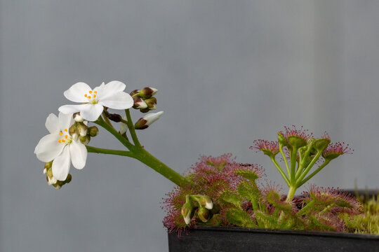 White flowers of Drosera purpurascens on a cultivated plant