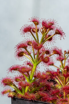 Cultivated plants of the sundew Drosera purpurascens, taken in a german greenhouse