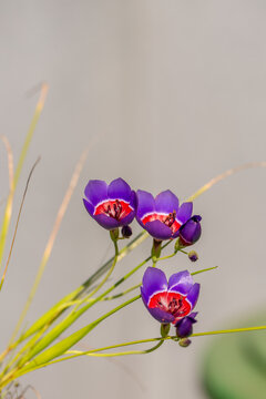 Geissorhiza radians flowering in a german greenhouse