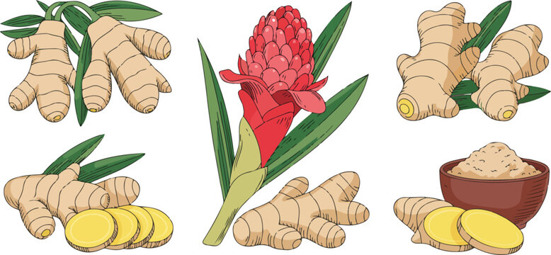 Collection of fresh ginger root vector illustrations featuring raw rhizomes sliced pieces ginger flower and spice powder for healthy cooking herbal medicine and organic culinary designs.