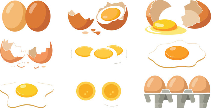 Fresh chicken egg vector illustration set featuring whole eggs cracked shells fried eggs and yolk for cooking and breakfast food design