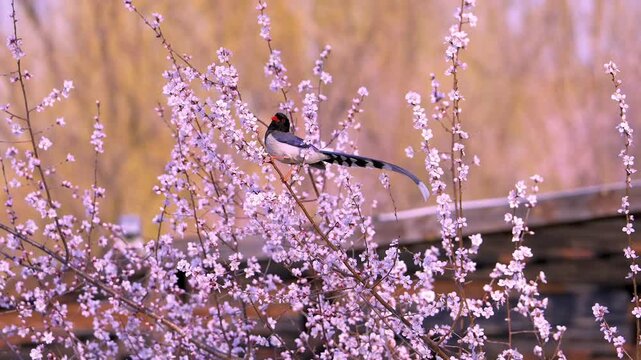 Red-billed blue magpie perched and taking off from flowering branch