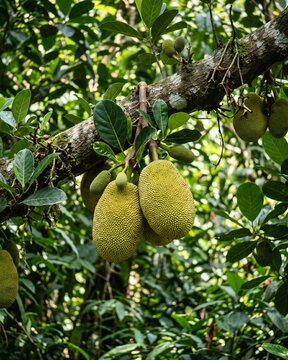 Monkey Jack Fruit (Artocarpus hypargyreus) growing on tree