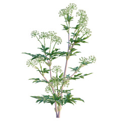 Angelica archangelica tree, elevation, front view, cutout, transparent background, isolate, Detailed Close-Up of a Wild Angelica Plant with Delicate Flowers and Lush Green Foliage © KP Stock