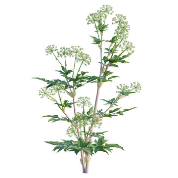 Angelica archangelica tree, elevation, front view, cutout, transparent background, isolate, Detailed Close-Up of a Wild Angelica Plant with Delicate Flowers and Lush Green Foliage