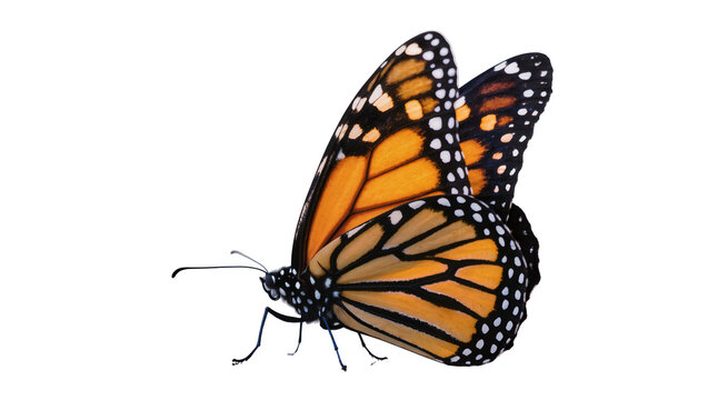 Isolated monarch butterfly, iconic orange and black insect with intricate wing patterns