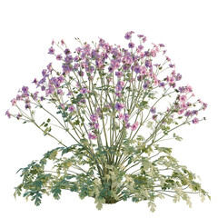 Obraz premium Geranium palmatum tree, elevation, front view, cutout, transparent background, isolate, Close-up of a vibrant purple geranium flower with lush green foliage, beautiful garden plant.