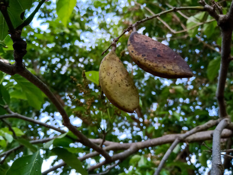 the seed pods of the Pongamia pinnata tree, also known as the Indian beech tree or Karanja.