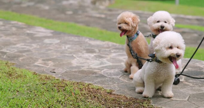 Three small poodle dogs sit patiently on a paved path outdoors. Pet companionship and happy animal concept. Green grass and blurred background.