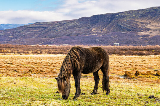 Islandpferd auf der Weide auf der Insel Island