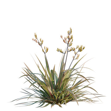 Phormium cookianum tricolor tree, elevation, front view, cutout, transparent background, isolate, New Zealand Flax Plant in a Field, Green and Brown Leaves, Nature Landscape, Close-up
