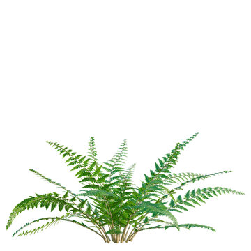 Polystichum setiferum tree, elevation, front view, cutout, transparent background, isolate, Vibrant green fern leaves close-up, lush foliage detail, natural beauty, botanical texture