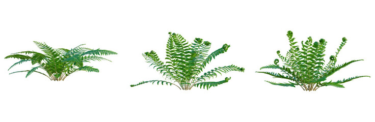 Polystichum setiferum tree, elevation, front view, cutout, transparent background, isolate, Fern plant, lush green foliage, detailed texture, vibrant, natural, botanical illustration, detailed leaf © KP Stock