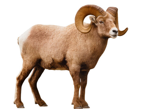 Isolated majestic bighorn sheep ram standing proudly, powerful wild mammal with impressive horns