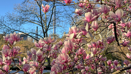 Central Park in spring with flowers in  boom © John Anderson
