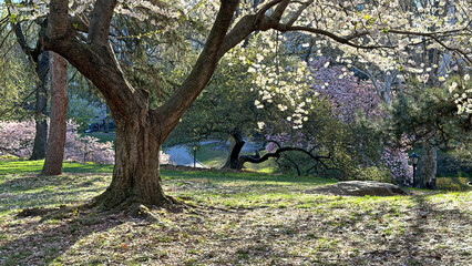 Central Park in spring with flowers in  boom © John Anderson