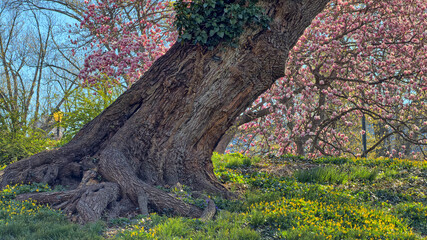 Central Park in spring with flowers in  boom © John Anderson