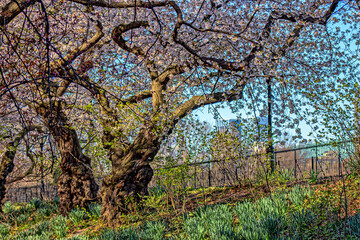 Central Park in spring with flowers in  boom © John Anderson