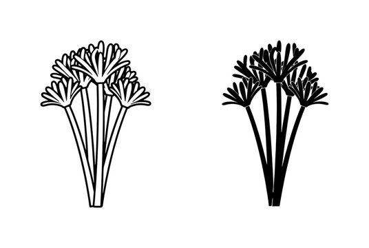 Papyrus Plant Outline and Silhouette Vector Set
