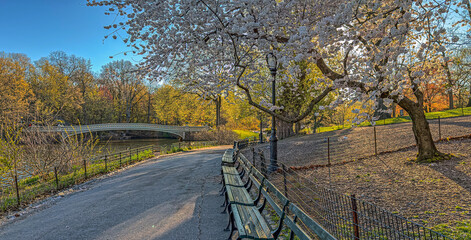 Central Park in spring with flowers in  boom © John Anderson