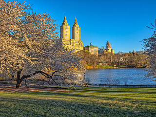 Obraz premium Central Park in spring with flowers in boom