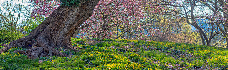 Central Park in spring with flowers in  boom © John Anderson
