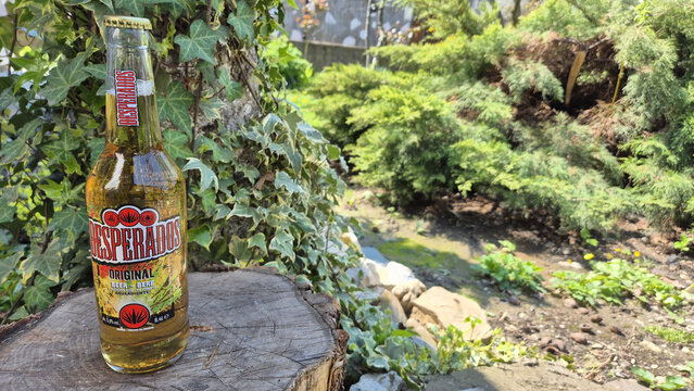 A bottle of Desperados beer sits on a tree stump in a lush garden, flanked by green ivy and sun-drenched coniferous bushes. Picture taken on April 12, 2026 in Ploiesti, Romania.