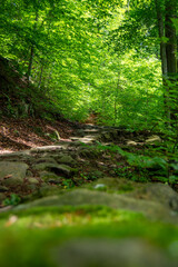 Obraz premium Serene forest path with lush greenery