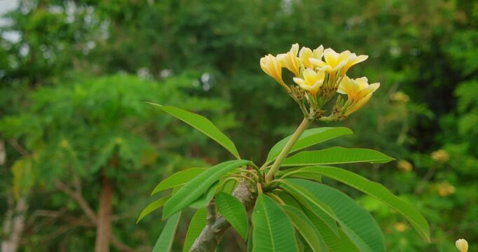 Tropical frangipani bloom representing purity and balance in Bali garden