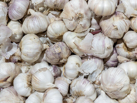 Pile of Fresh Raw Whole Garlic Bulbs