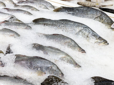 Fresh Whole Raw Barramundi Fish on Crushed Ice