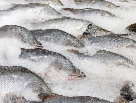 Fresh Whole Raw Barramundi Fish on Crushed Ice