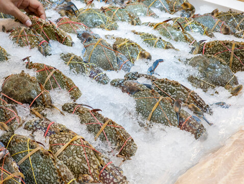 
Fresh Raw Blue Swimming Crabs on Crushed Ice