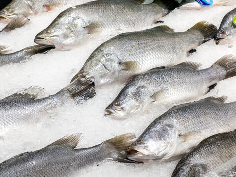 Macro Shot of Fresh Raw Barramundi Fish on Ice Display