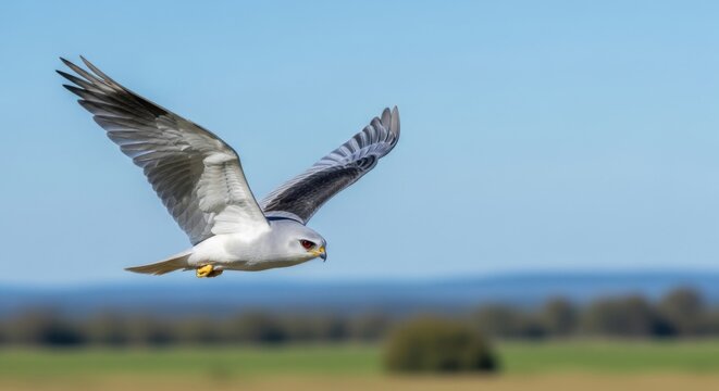 White winged kite bird of prey flying over rural landscape against blue sky.
