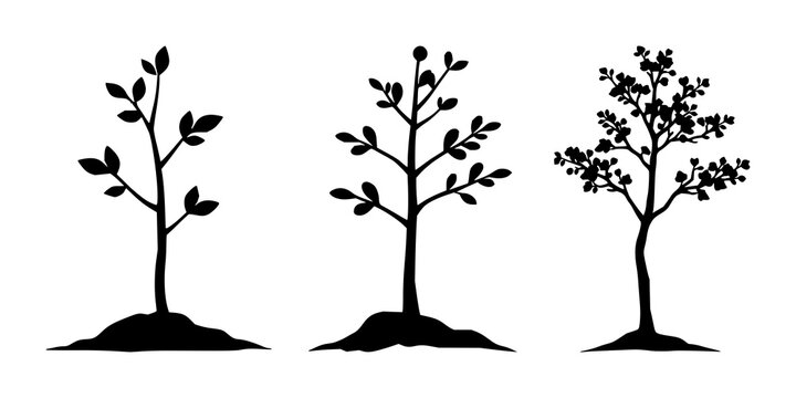 Tree sapling set with solid black icon on white background featuring reforestation, environmental, growth line art with forestry and sustainability