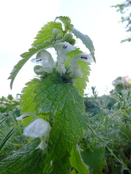 White Dead Nettle (Lamium album) plant / White Flowers / Wild Flower / Edible Plant