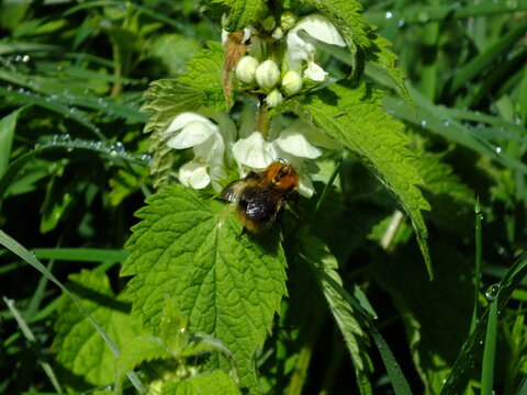 White Dead Nettle (Lamium album) plant / White Flowers / Wild Flower / Edible Plant