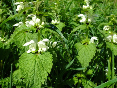 White Dead Nettle (Lamium album) plant / White Flowers / Wild Flower / Edible Plant