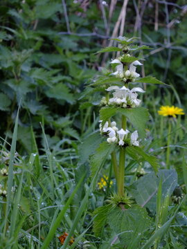 White Dead Nettle (Lamium album) plant / White Flowers / Wild Flower / Edible Plant