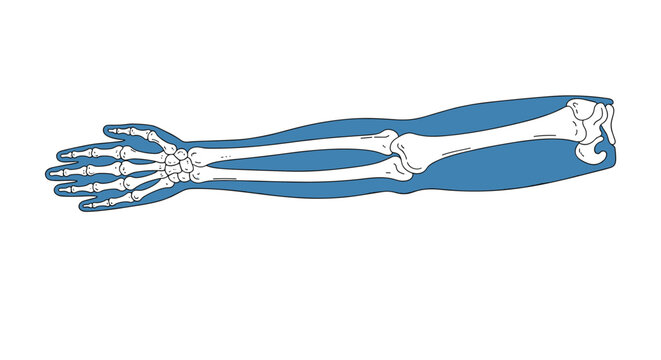 Detailed illustration of human arm bones, including the humerus, radius, ulna, and hand bones, on a blue background.