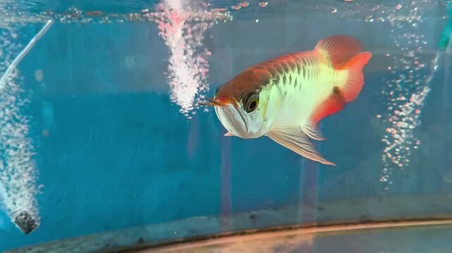 A majestic Super Red Arowana fish swimming gracefully inside a clean glass aquarium. The footage showcases the fish&rsquo;s vibrant red scales, prominent barbels, and elegant fins against a clear blue water