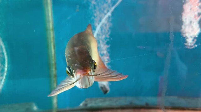 A super red arowana fish with unique pale  reddish-white scales swimming gracefully inside an illuminated aquarium under bright lighting.