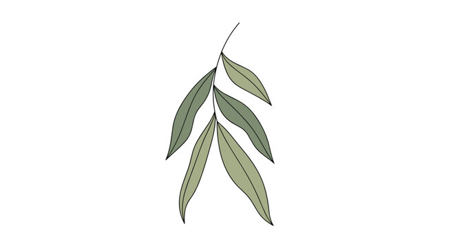 Artistic illustration of a single green willow branch with several long pointed leaves isolated on a plain white background.